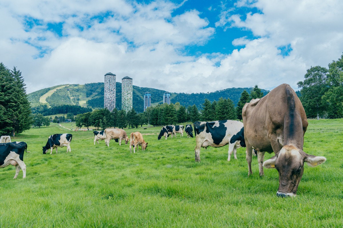 大地を駆ける牛と春のお祝い。トマムで放牧開始