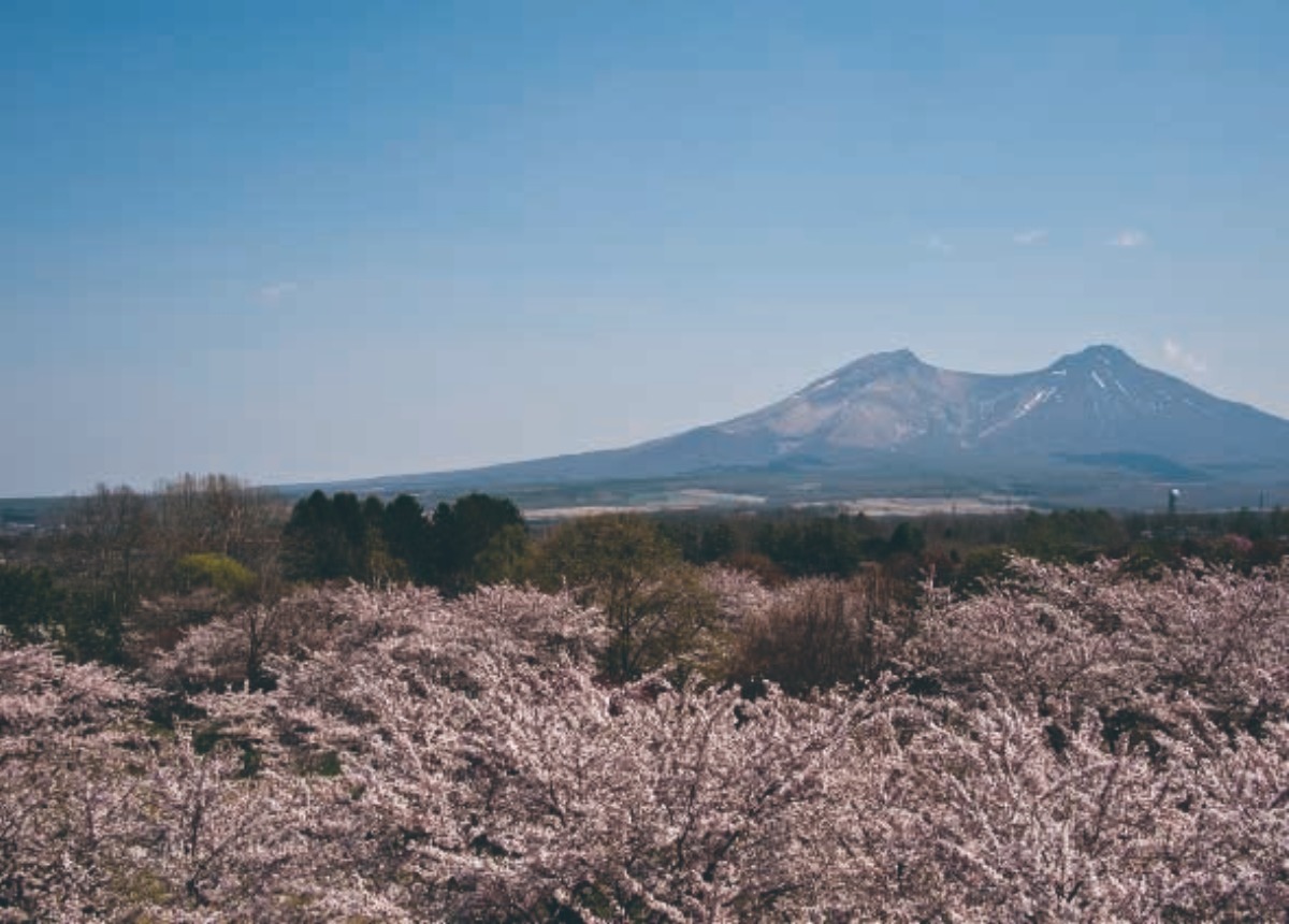 北海道移住｜森町　桜の名所。駒ヶ岳・自然と食の魅力あふれるまち