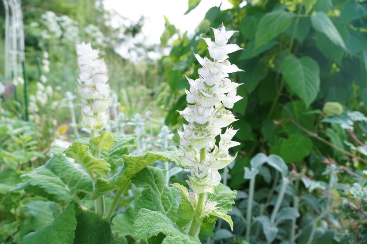 ポタジェ|菜園のデザイン!ハーブの開花と野菜が育つ7月の様子