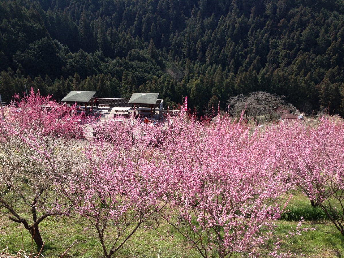 【奈良県三大梅林】ハイキングで色とりどりに咲き匂う梅を楽しもう！広橋梅林（ひろはしばいりん）｜下市町