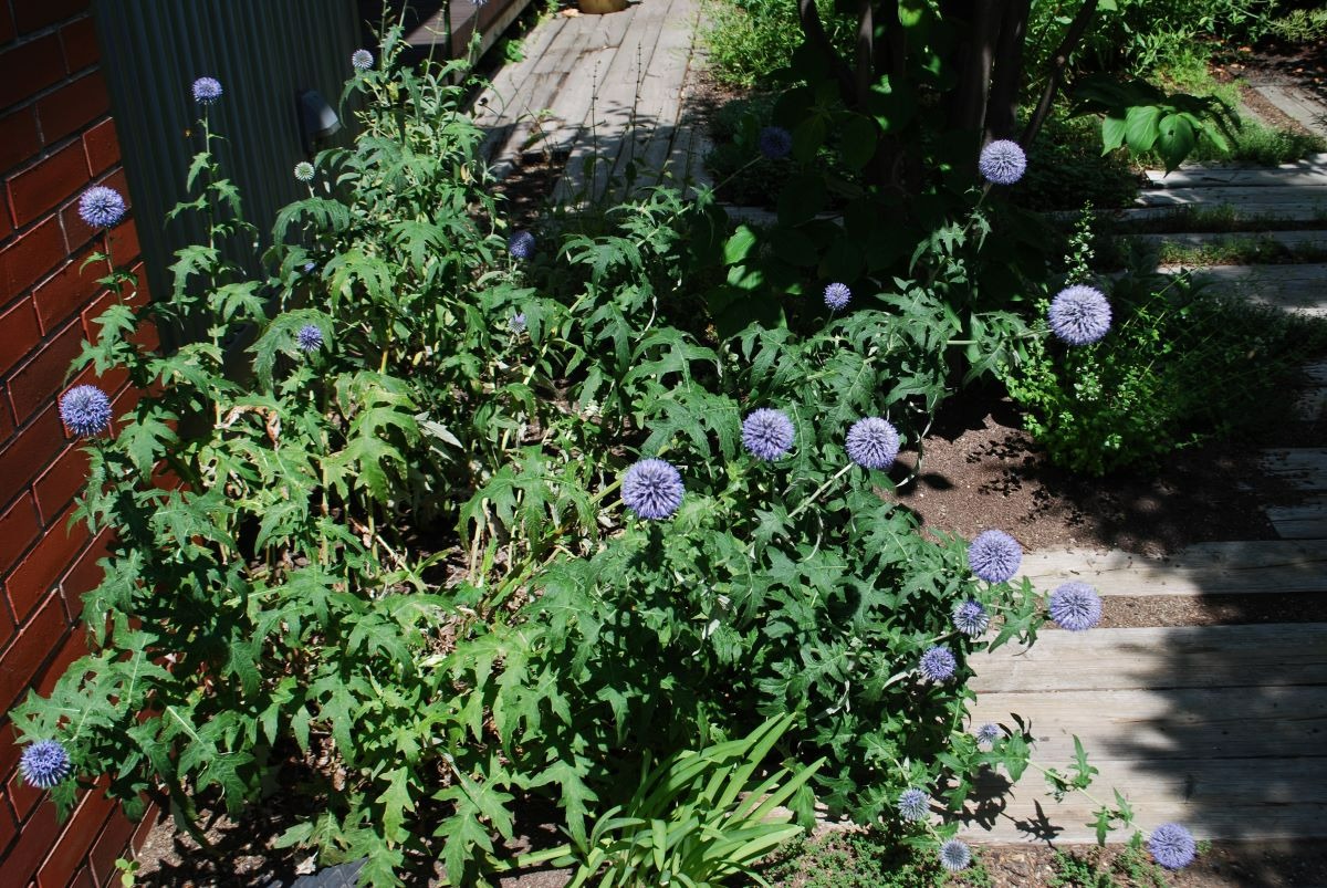 北海道 宿根草の育て方｜7月　盛夏は種類による花切りが大事