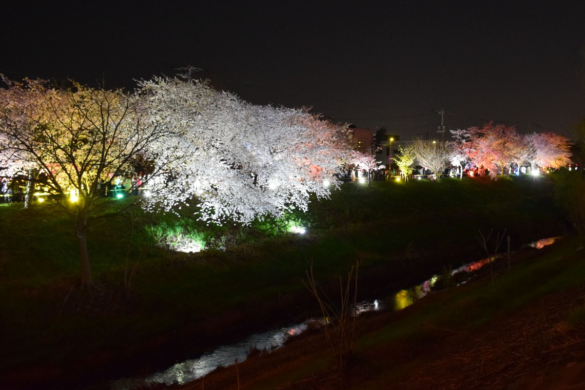 2025 北海道のお花見・桜の名所②｜札幌エリア