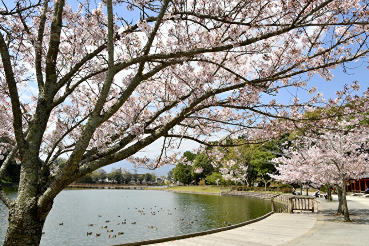 日本建国の地に咲き誇る多彩な桜【奈良の桜2023｜橿原神宮｜橿原市】