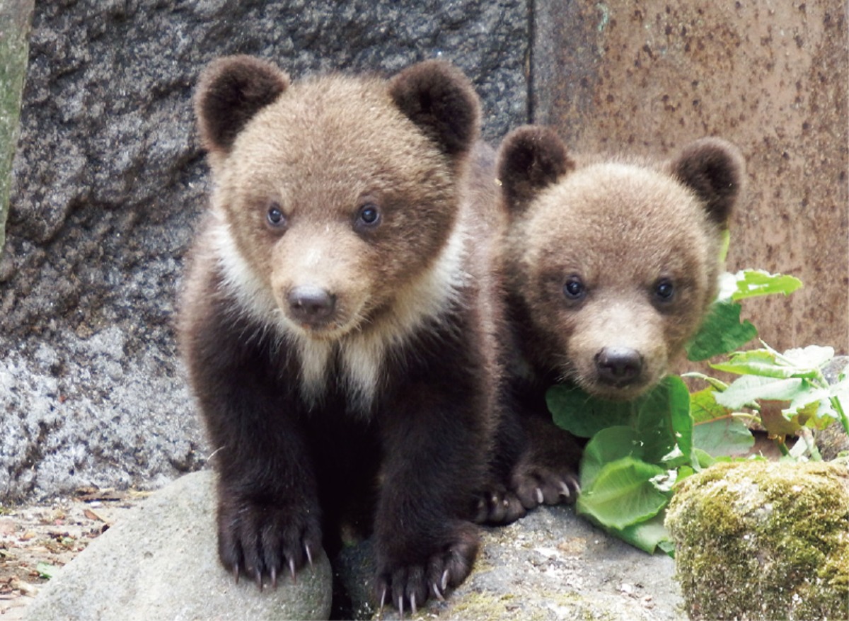 登別で一日楽しもう！クマ牧場に水族館、温泉＆グルメなど多彩なスポット