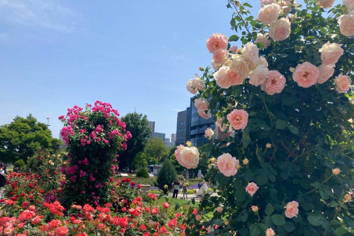 札幌・大通公園「サンクガーデン」のバラがほぼ満開です！