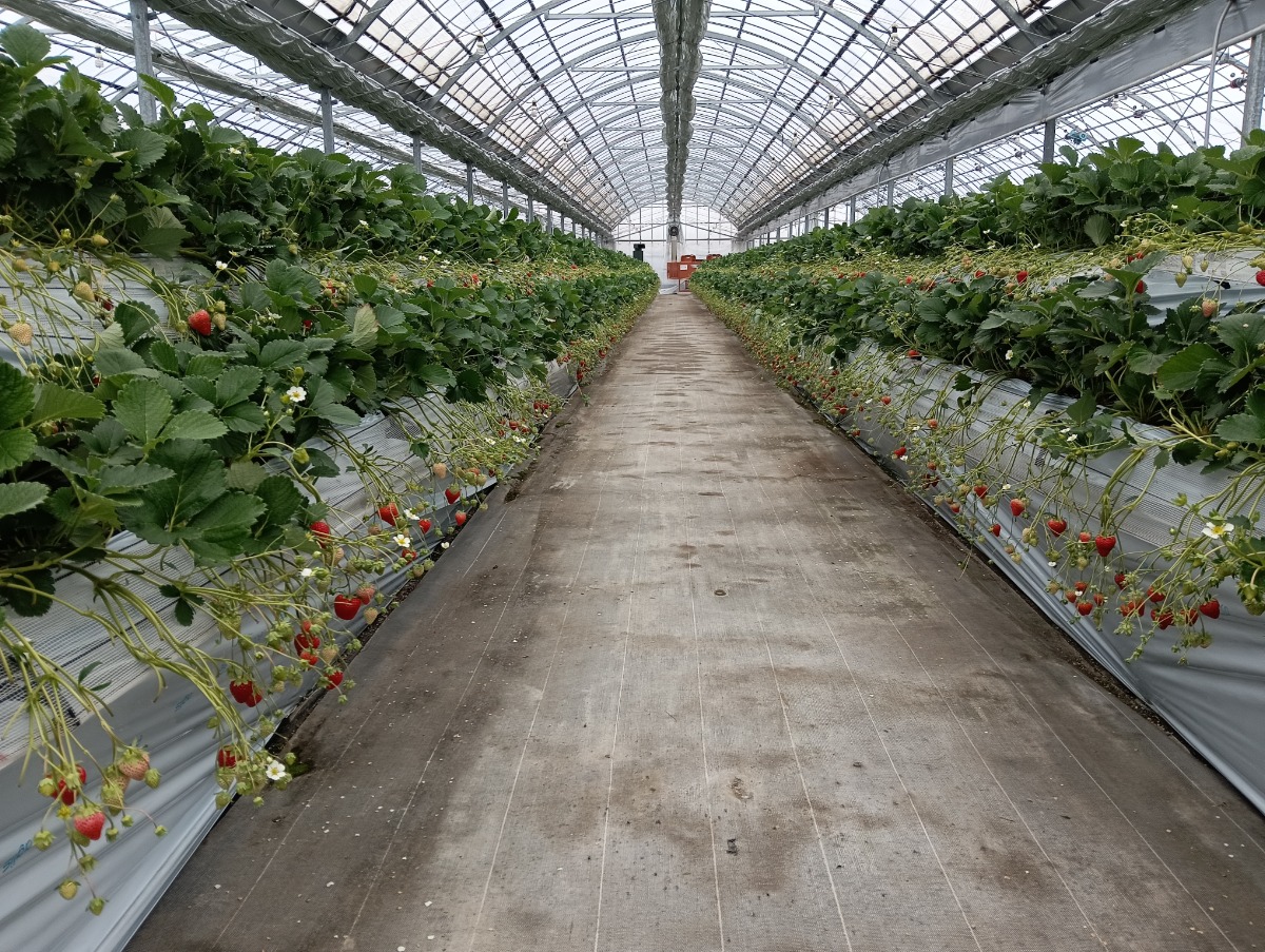 【2026最新版】徳島いちご狩りスポット・おすすめ14選！家族のおでかけ＆レジャーにぴったり