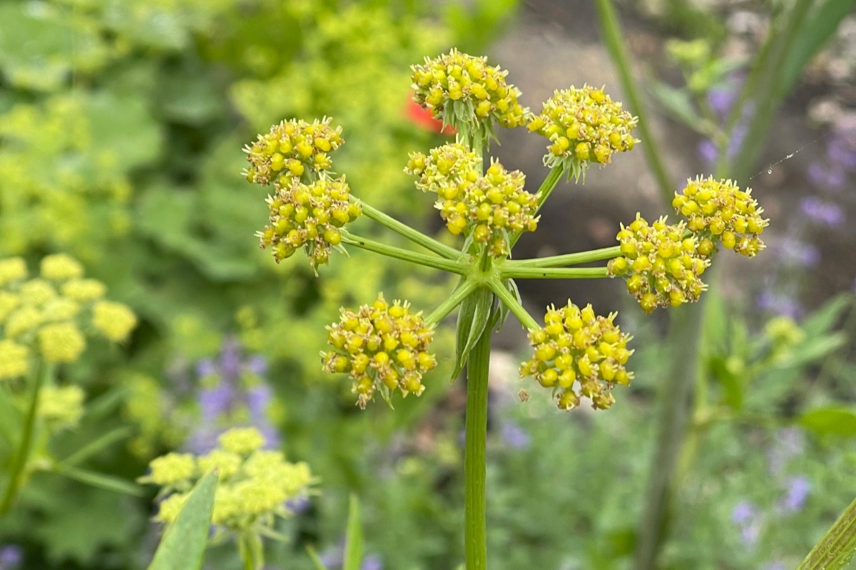 ハーバルライフ｜初夏から盛夏に向かって、庭を彩るハーブの花々