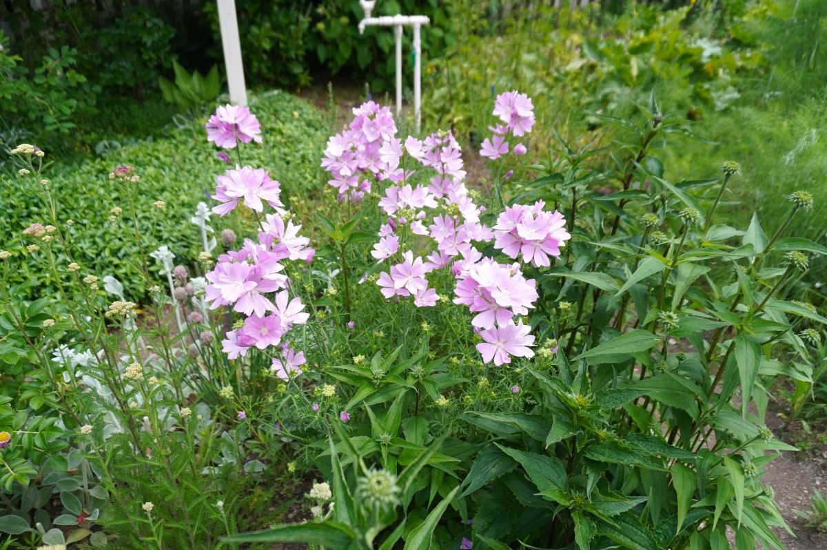 ポタジェ|菜園のデザイン!ハーブの開花と野菜が育つ7月の様子