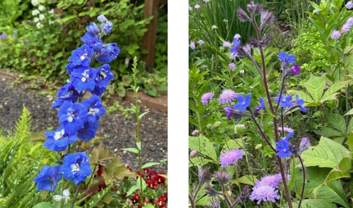 北海道の庭｜今週の花　バラの季節