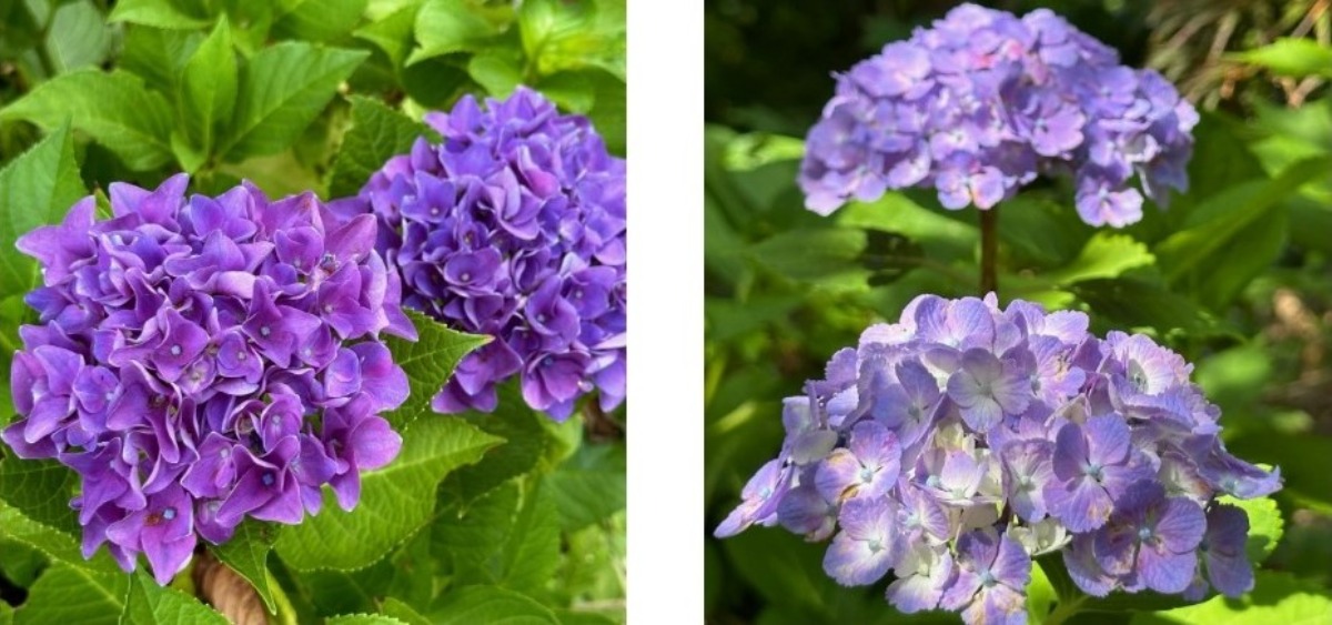 北海道の庭｜今週の花　趣があるアジサイ、華やかなアナベル