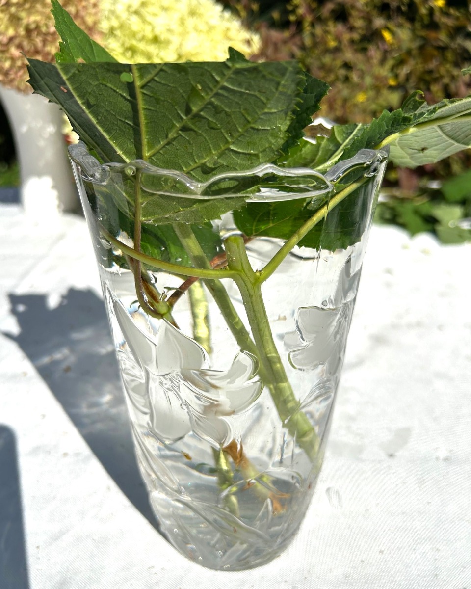 北海道の庭｜今週の花　趣があるアジサイ、華やかなアナベル