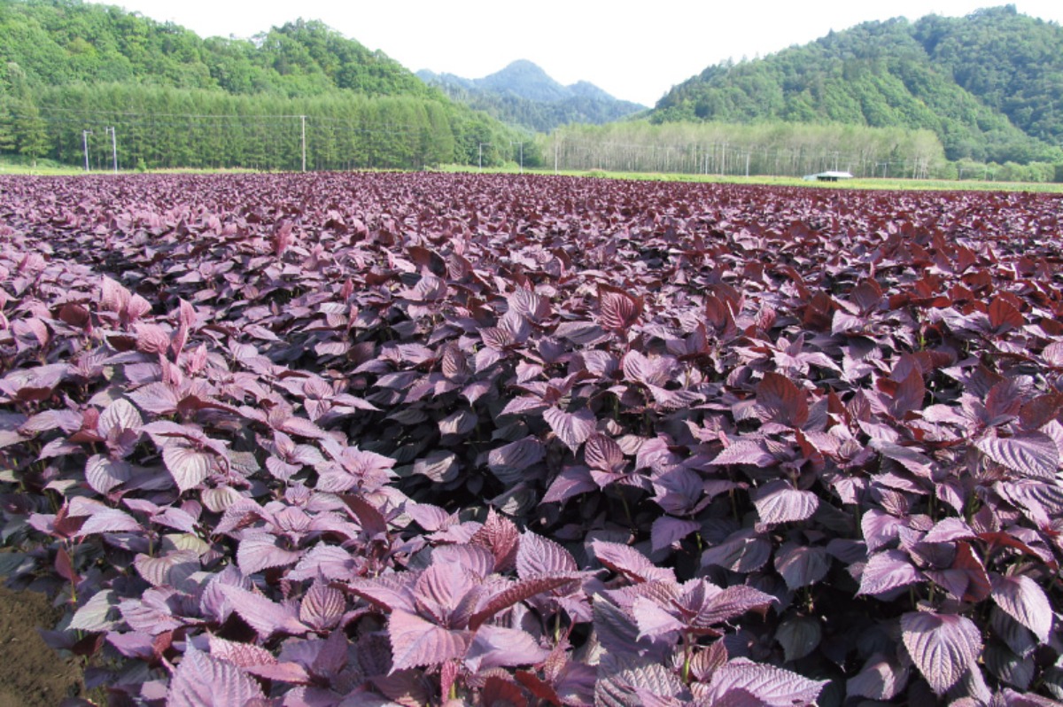 いくら・しそ焼酎が有名！白糠町は漁業・酪農、自然が育む‟食の宝庫”