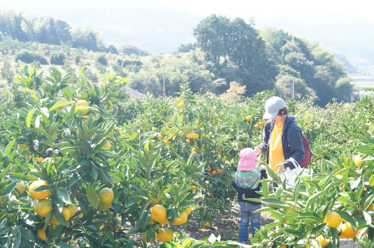 【徳島おでかけ】秋冬の味覚狩り・おすすめ5選／野菜収穫／きのこ狩り／みかん狩り｜レジャー｜体験｜2024最新