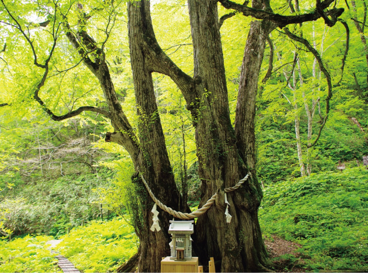 北海道移住・秋｜乙部町　絶景の日本海と豊かな山林からの恵み