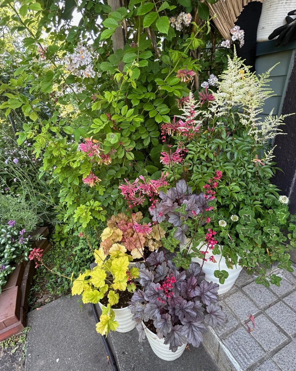 北海道の庭｜今週の花　素敵なカラーリーフ「ヒューケラ」