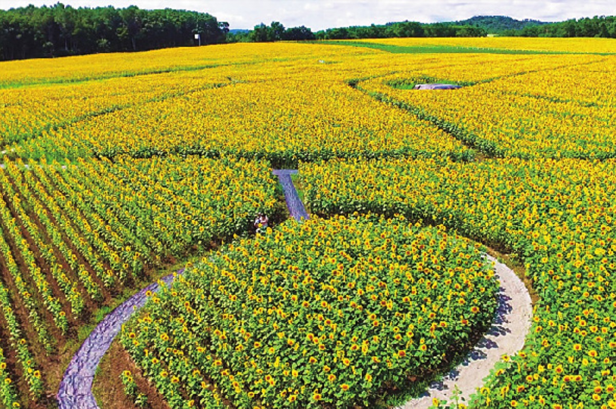 北海道・北竜町で8月18日まで「ひまわりまつり2025」開催中!