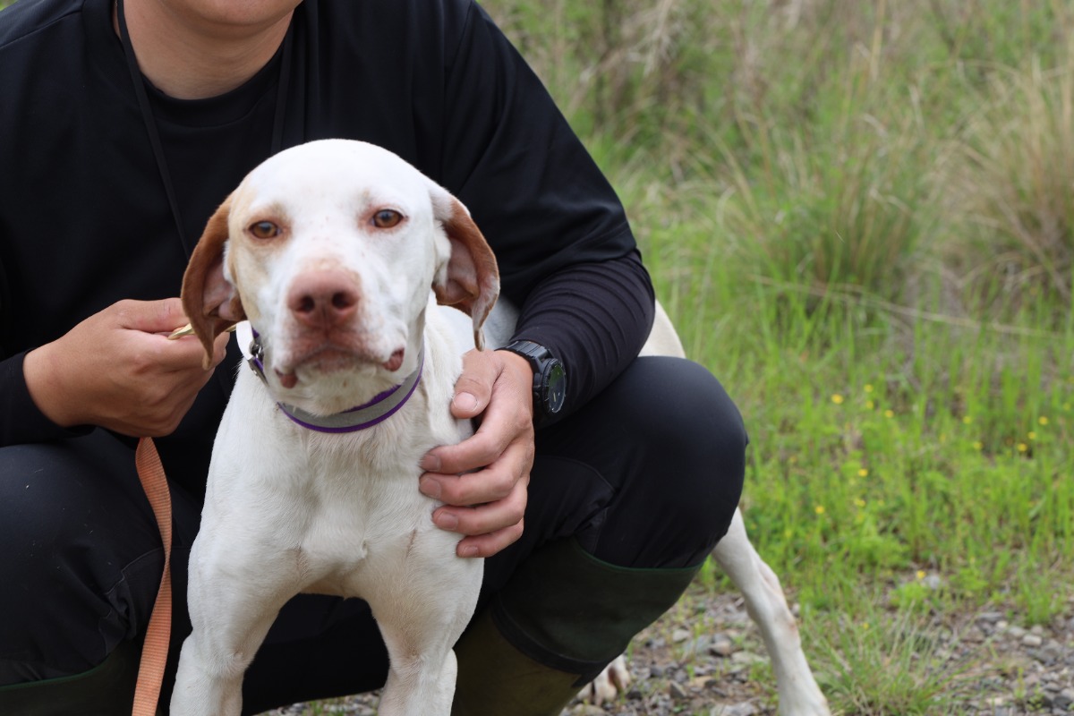 【徳島のすごアニマル】狩猟犬の競技大会で全国１位を獲得！／シーフィールド犬舎・住友佑輔さん