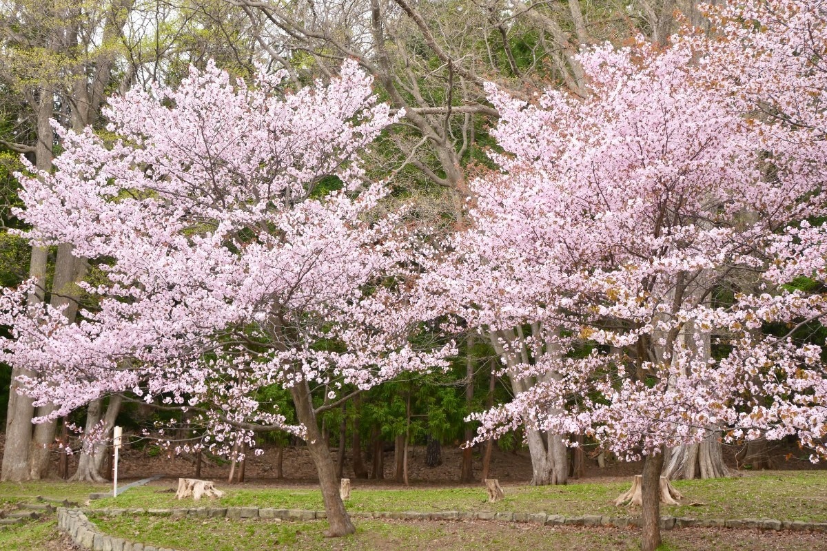 2025 北海道のお花見・桜の名所②｜札幌エリア