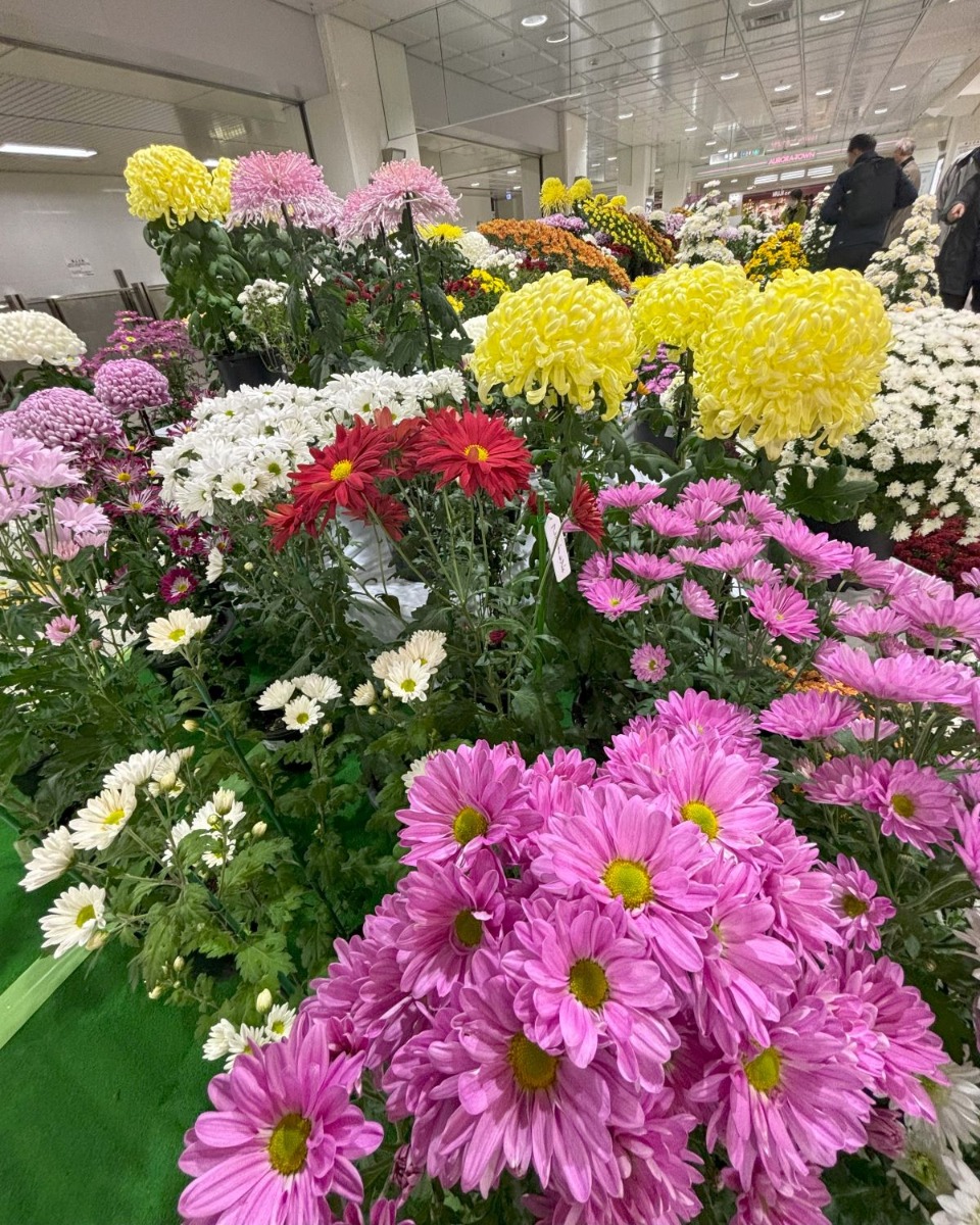 11月3日まで札幌チカホが菊の花で彩り豊か！ぜひお立ち寄りを