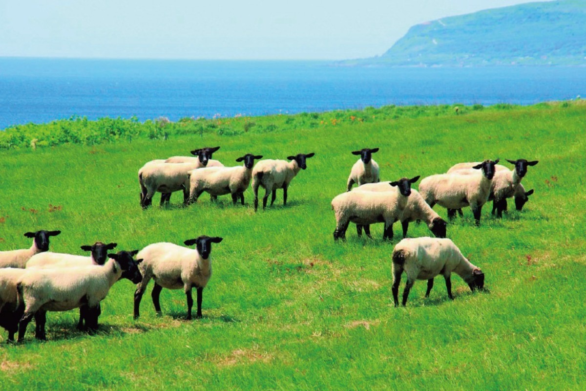 夏の北海道旅|甘エビが有名な羽幌町!観光スポットも満載