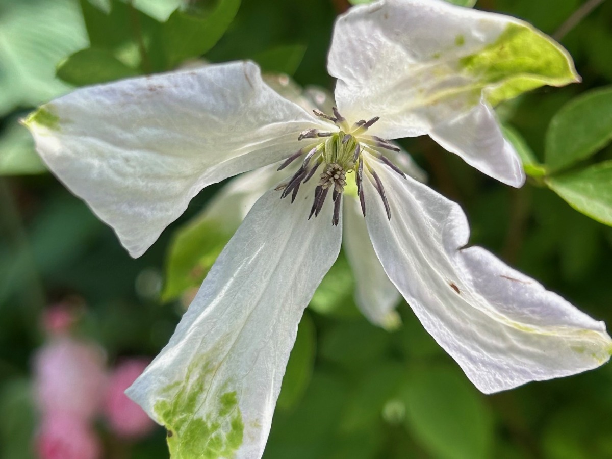 北海道の庭｜今週の花　今が盛りのクレマチス！