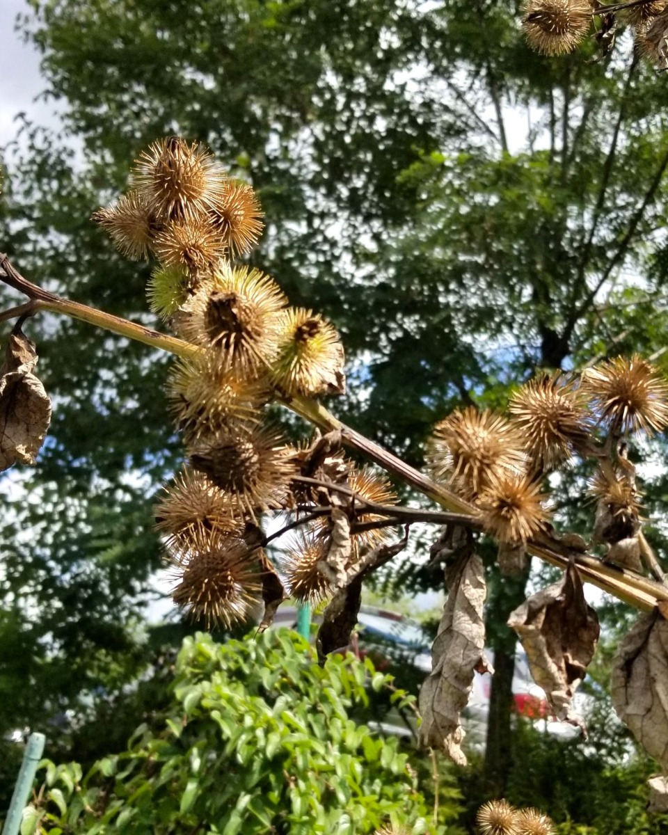 ポタジェ｜健康茶の定番の一つ！ゴボウ茶のつくり方と栽培