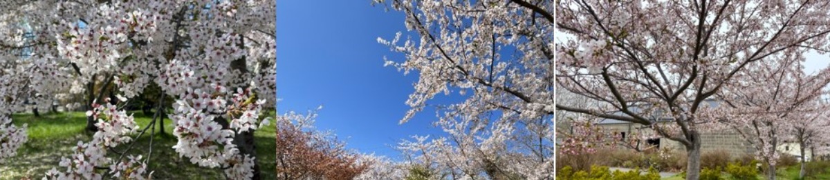 2025 北海道のお花見・桜の名所 ③｜登別・静内ほか各地
