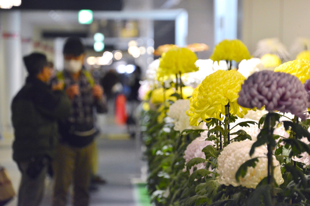 札幌の秋の風物詩「さっぽろ菊まつり」が11月1日～3日に開催