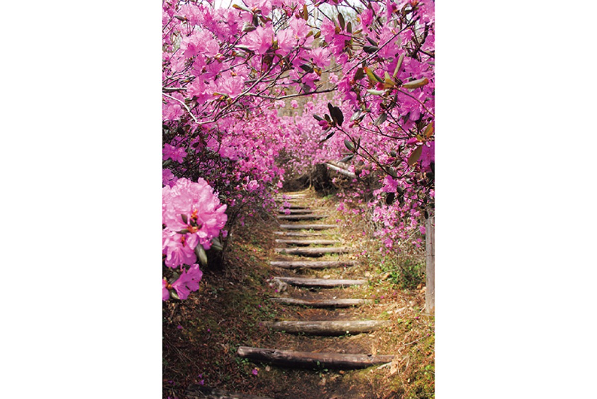 春から夏のオホーツク案内｜北見市　春はツツジ、夏には和ハッカと、 香りと色彩に包まれるまち