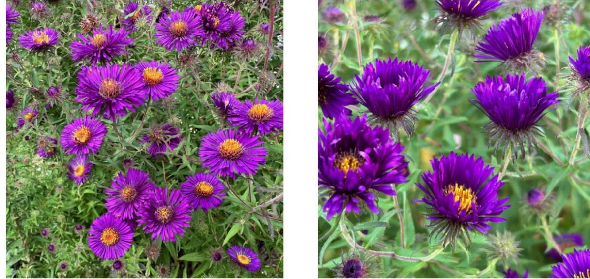 北海道の庭｜今週の花　センニンソウと秋の花