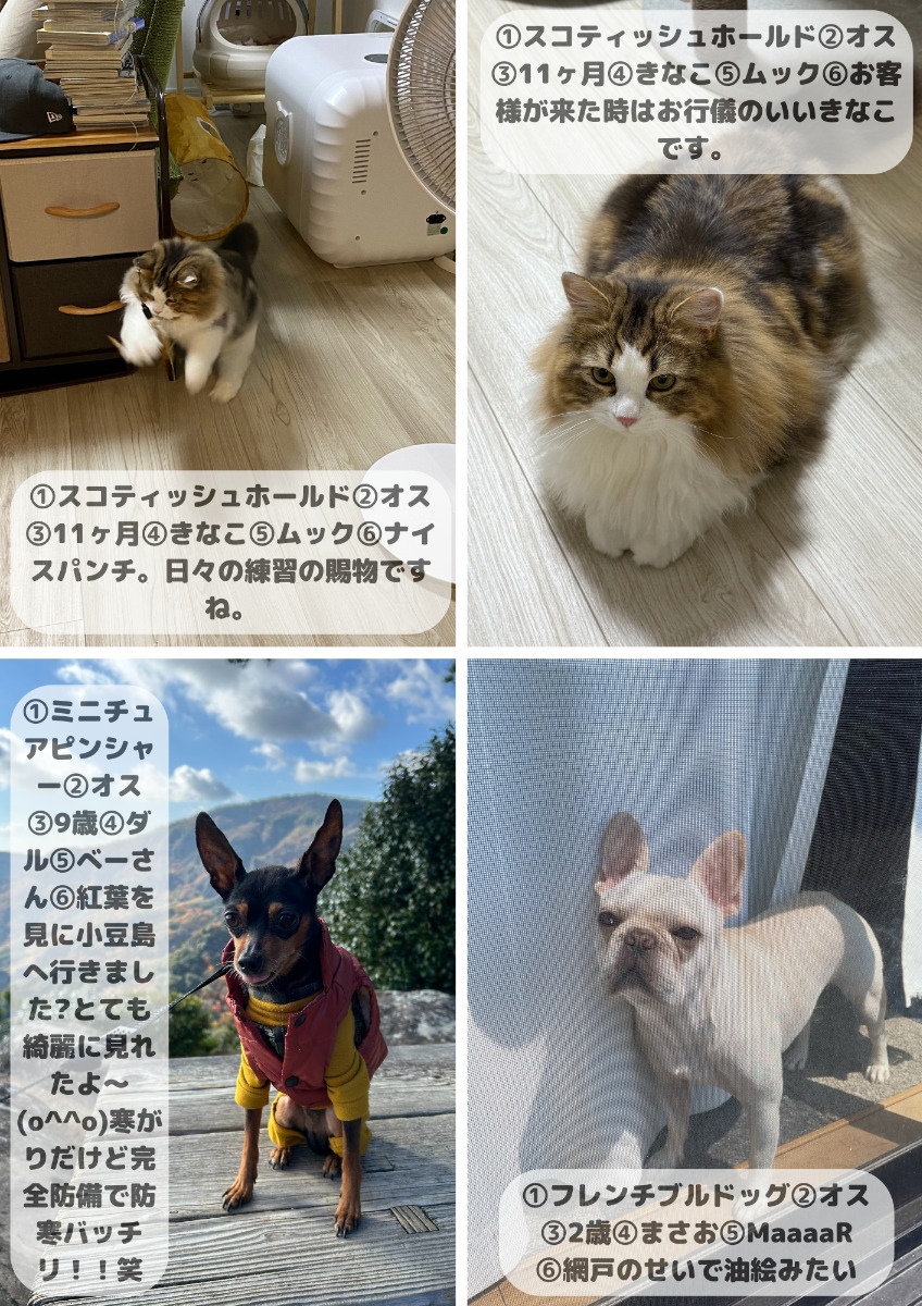 【ペットフォトコンテスト】我が家のペット／看板犬・猫 受賞作品紹介