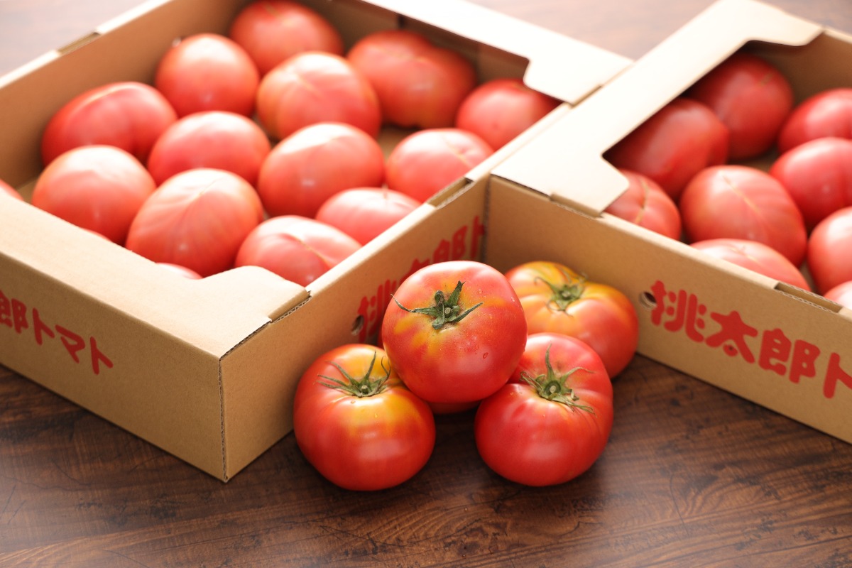 今年も秋どりトマトの季節がやってきた！ 『Tファームいしい トマト直売所』が営業開始