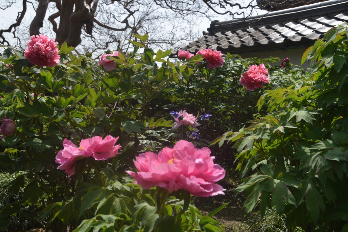 見頃は4月21日くらい!奈良県葛城市にある「石光寺」で「春牡丹」の開花が始まる