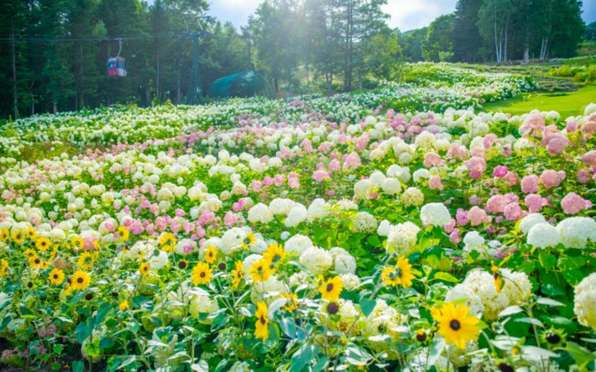 ルスツリゾートの「花のみち ル・ノンノ」でアナベルが見ごろ！