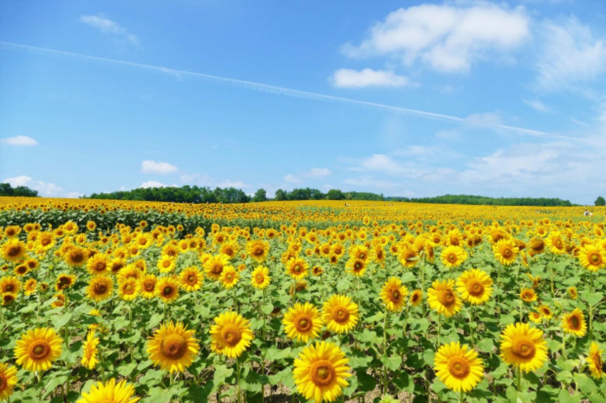 北海道のひまわり畑 2024　おすすめ絶景スポット！