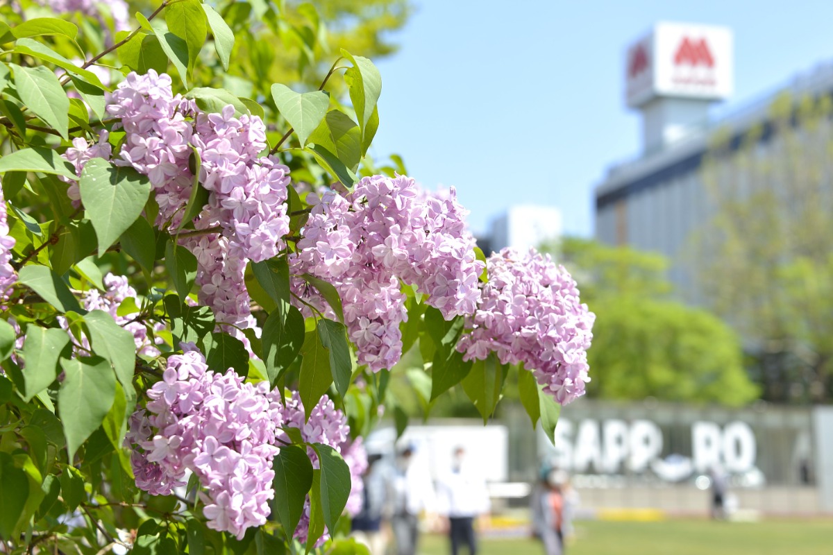 札幌の初夏を告げる「さっぽろライラックまつり」5月15日より！