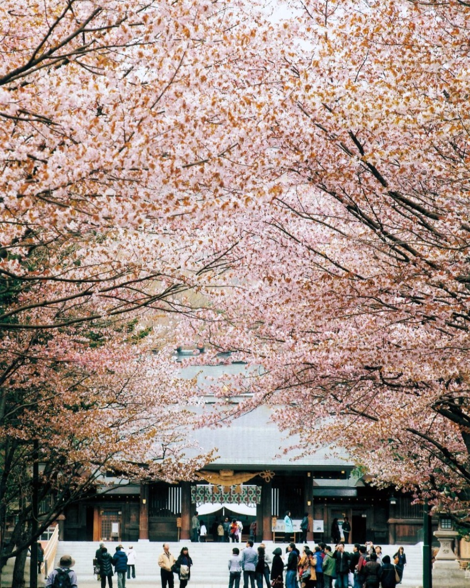 2025 北海道のお花見・桜の名所②｜札幌エリア