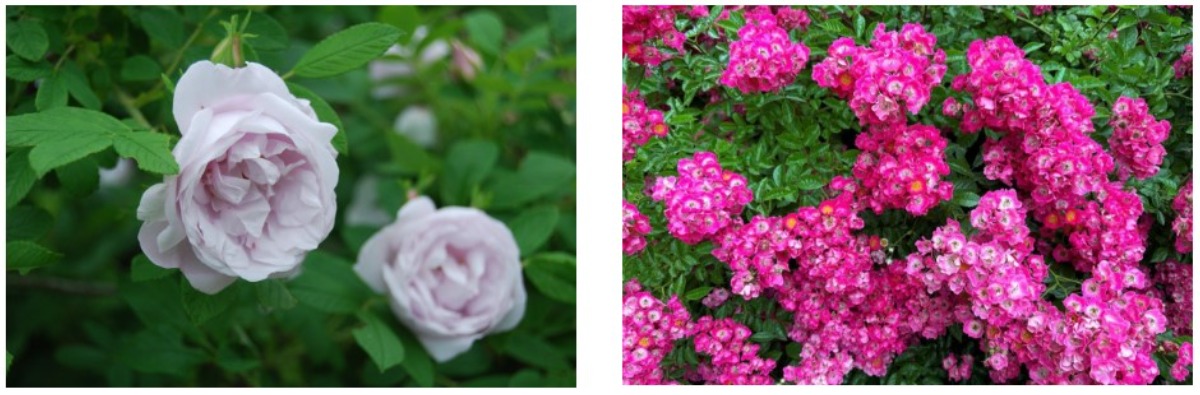 バラの花と香り｜2024 北海道のローズガーデン15選！（前編）