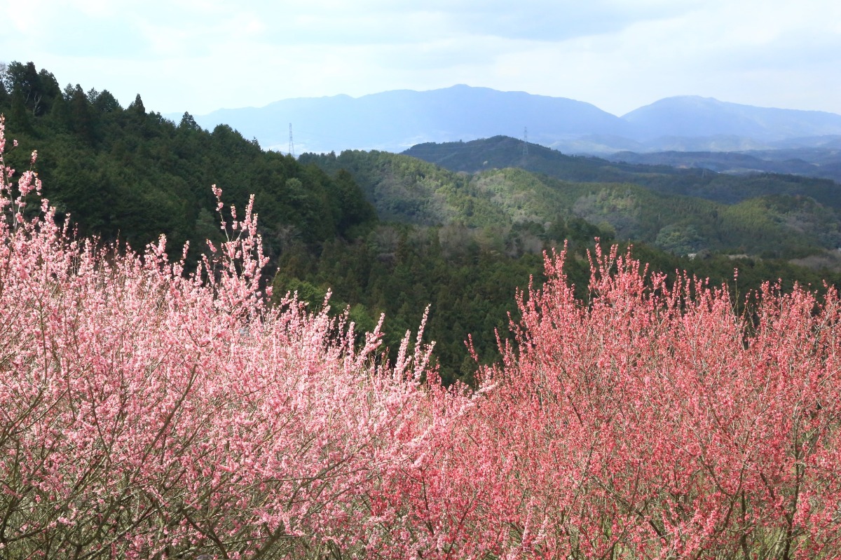 【奈良県三大梅林】ハイキングで色とりどりに咲き匂う梅を楽しもう！広橋梅林（ひろはしばいりん）｜下市町