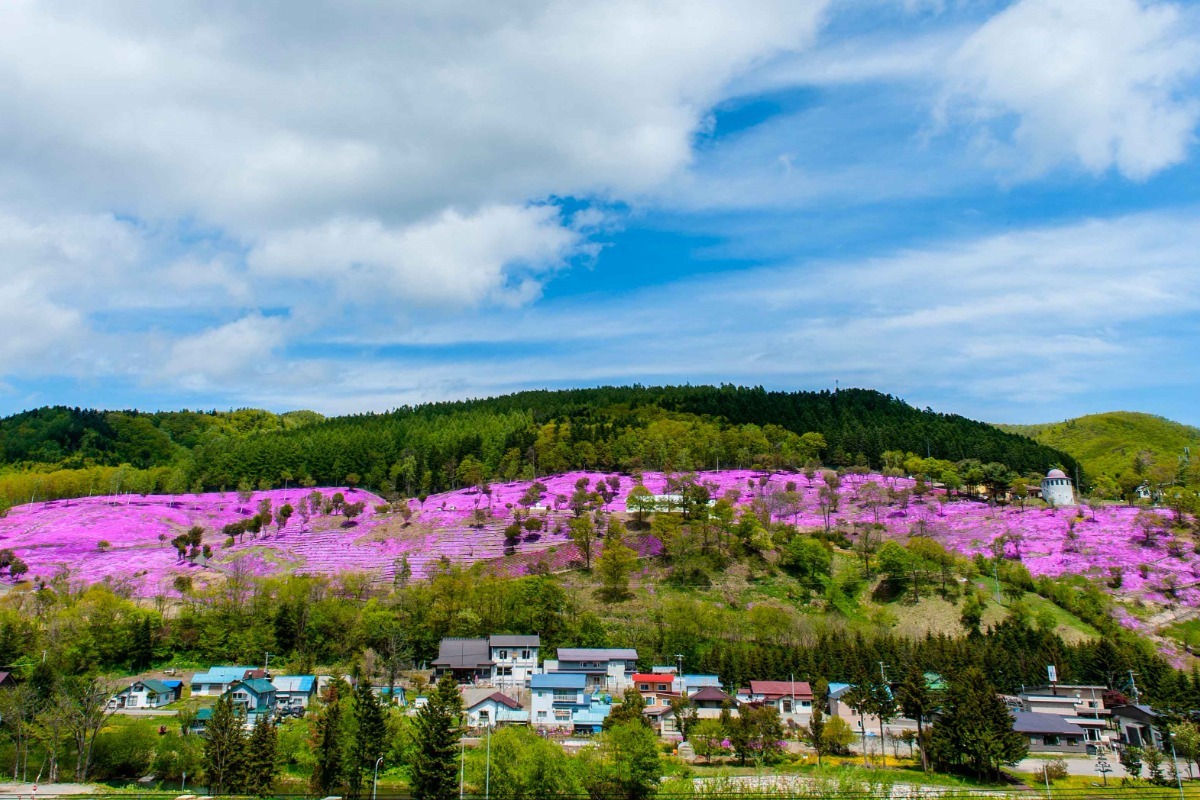 募集｜開花日予想！滝上町の「2025芝ざくら開花クイズ」に挑戦