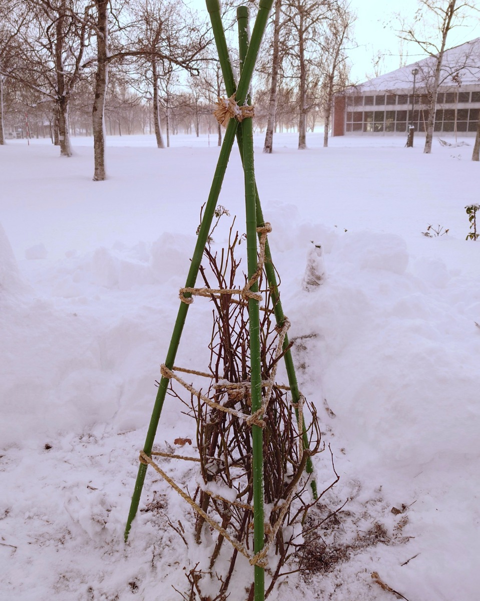 北海道 バラの育て方｜12月　冬囲い ～越冬時の枝折れ防止・防寒