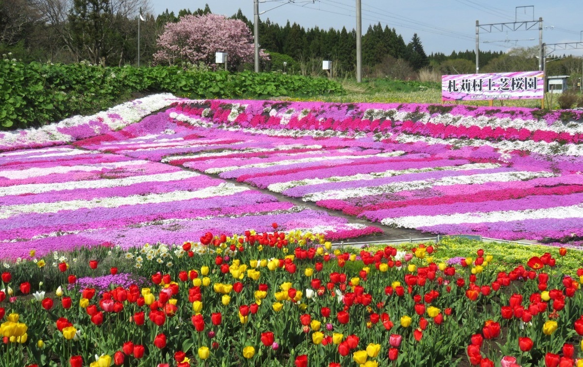 道南の隠れ花名所「村上芝桜園」が5月11日まで一般公開中!