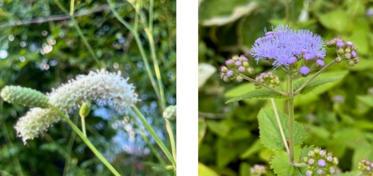 北海道の庭｜今週の花　センニンソウと秋の花