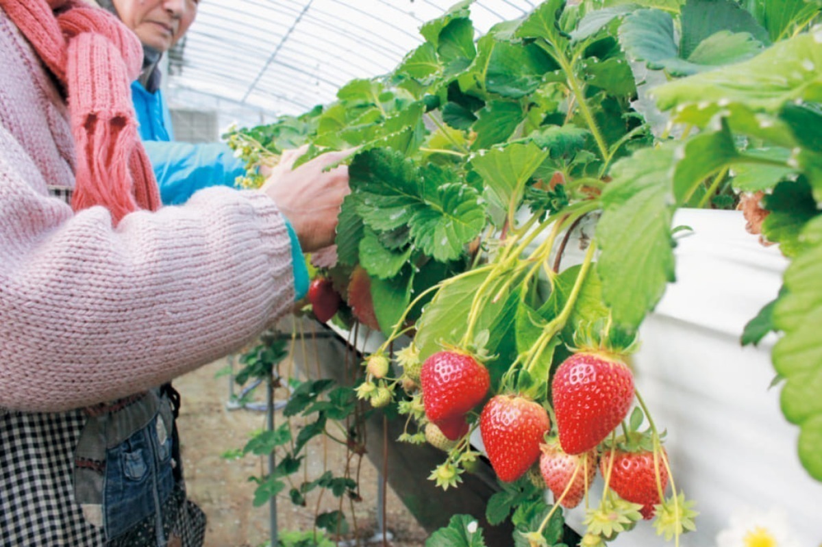 【2026最新版】徳島いちご狩りスポット・おすすめ14選！家族のおでかけ＆レジャーにぴったり