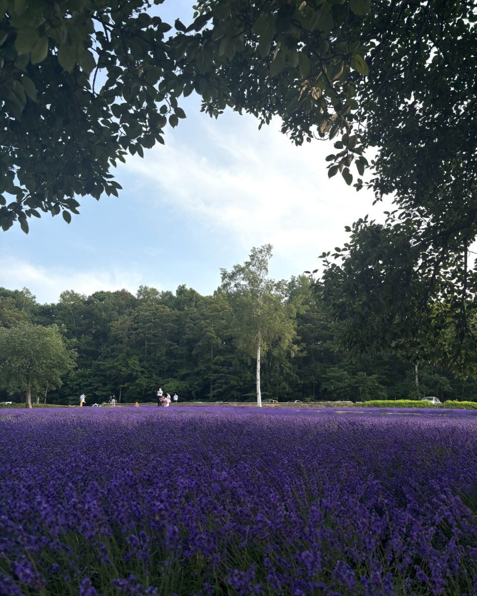 ラベンダー畑と札幌市街を見渡せる絶景「幌見峠ラベンダー園」へ