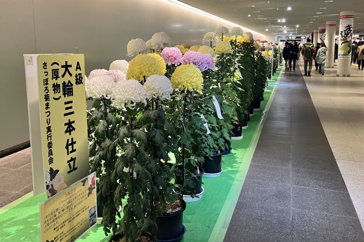 11月3日まで札幌チカホが菊の花で彩り豊か！ぜひお立ち寄りを