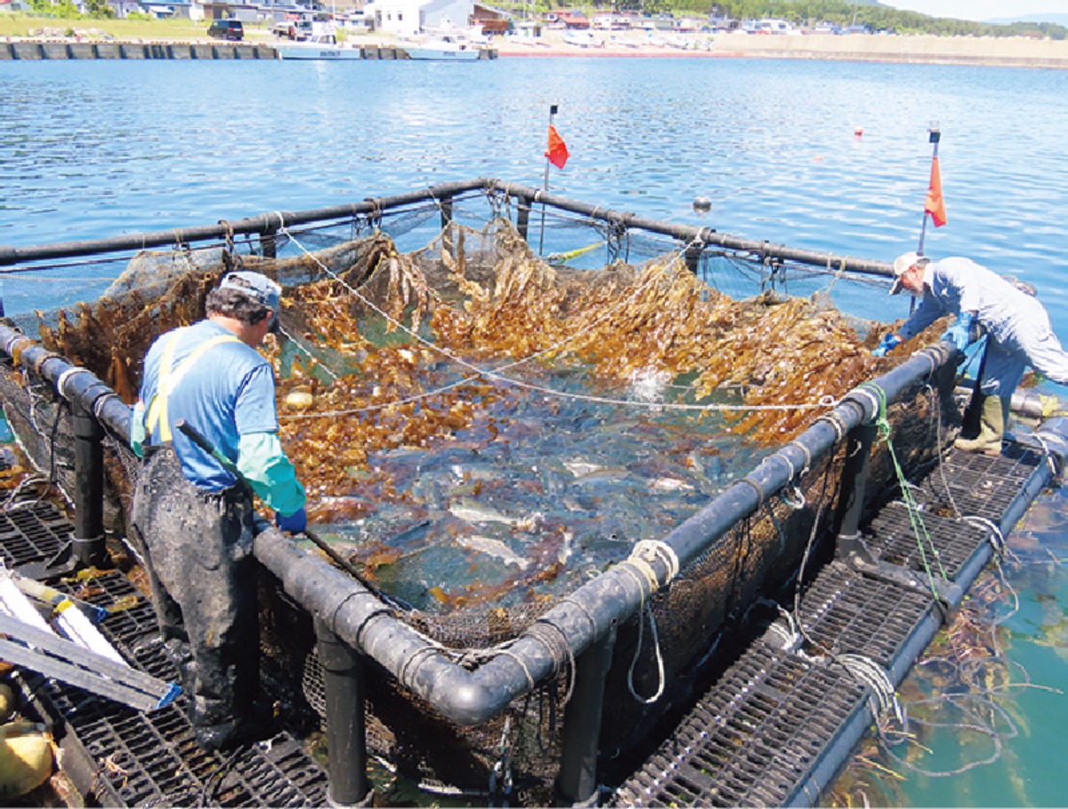北海道移住・秋｜木古内町は首都圏へのアクセスと手厚い定住サポートが魅力