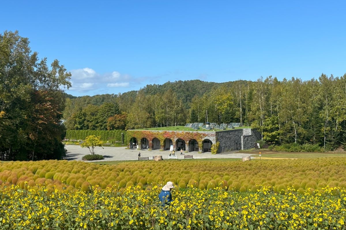 滝野のコスモス畑は10月6日で見納め！ハロウィン装飾や次は紅葉へ