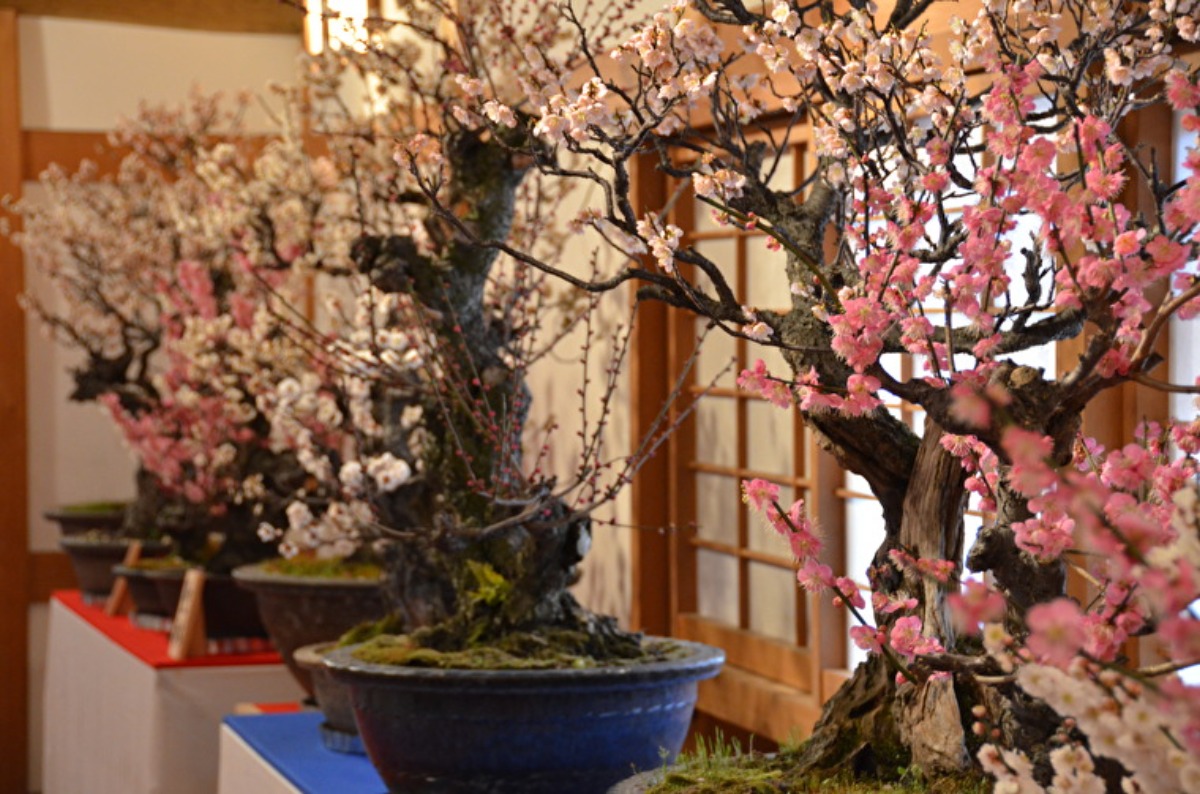 【奈良の梅の名所まとめ 2023】三大梅林や盆梅展をご紹介！