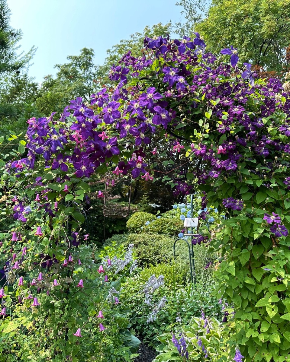 北海道の庭｜今週の花　今が盛りのクレマチス！